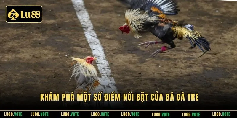 Khám phá một số điểm nổi bật của đá gà tre