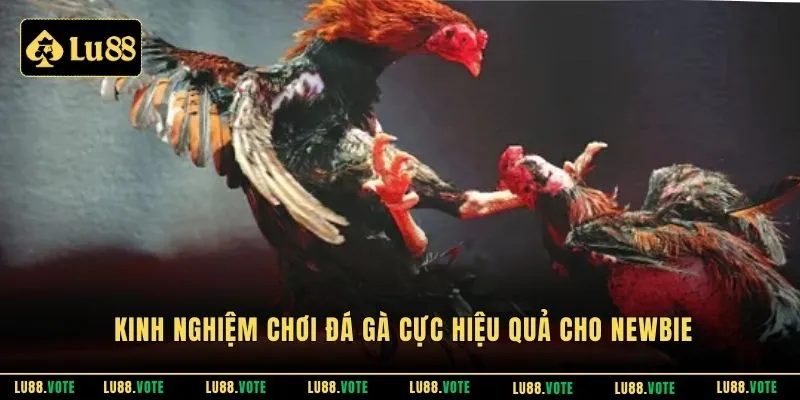 Kinh nghiệm chơi đá gà cực hiệu quả cho newbie