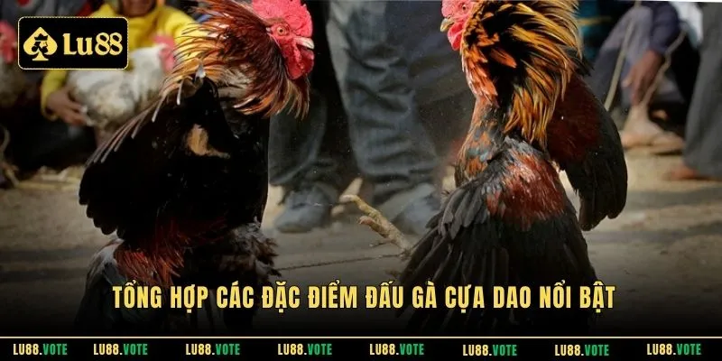 Tổng hợp các đặc điểm đấu gà cựa dao nổi bật