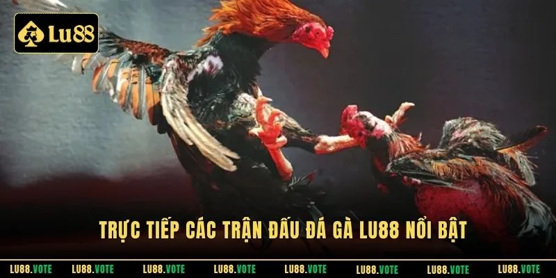 Trực tiếp các trận đấu đá gà Lu88 nổi bật